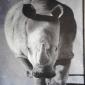 rhinoceros de face